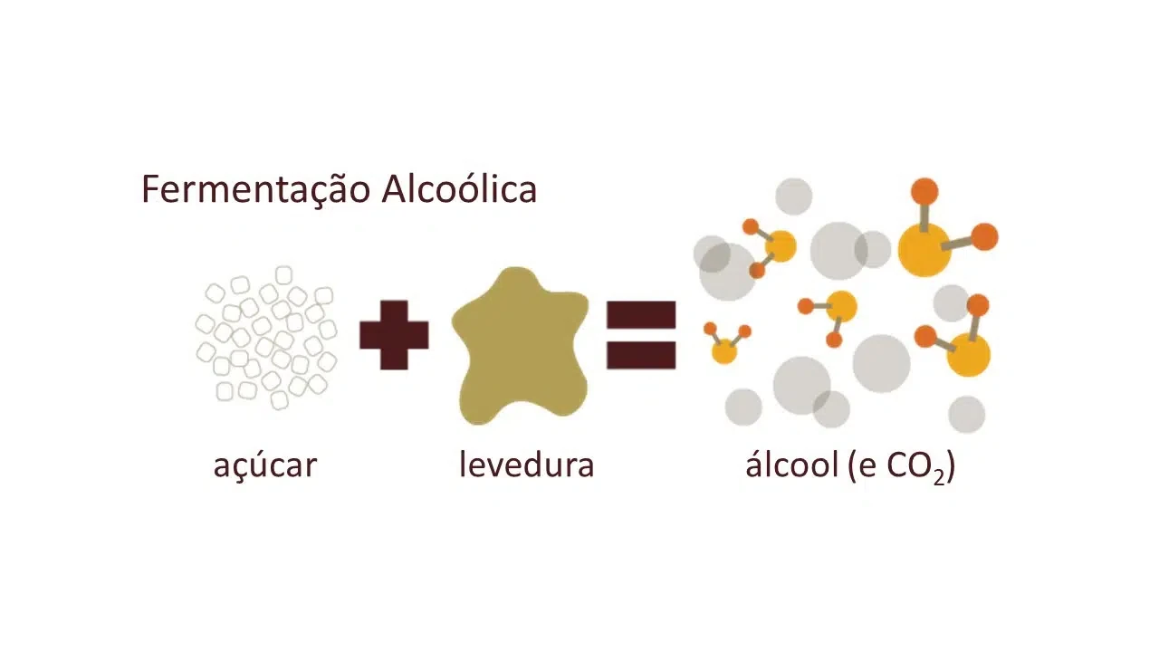 Esquema de fermentação alcoólica presente no roteiro: açúcar e levedura, com formação de álcool e CO₂